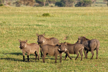 Warthogs in Tanzania