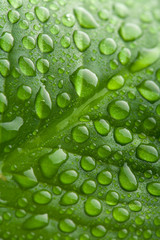 fresh green leaf with water droplets