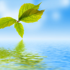 Fototapeta premium fresh leaf, blue sky and shine water surface