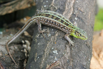 Lizard