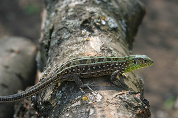 Lizard