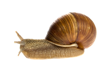 Snail isolated on white background