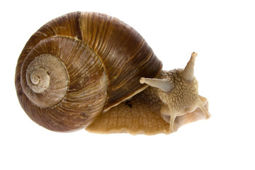 Snail isolated on white background