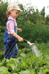 Girl pours a vegetable garden.