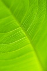 Green leaf background