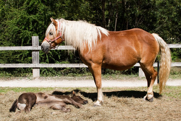 Cavallo con puledro