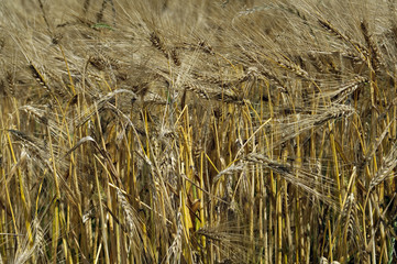 Gerstefeld im Sommer