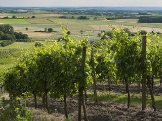 Weinreben in Franken