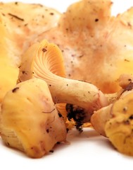 chanterelle ciboire(cantharellus cibarius)