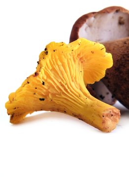 chanterelle ciboire(cantharellus cibarius)