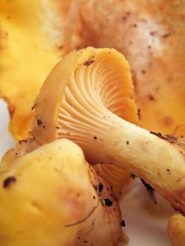 chanterelle ciboire(cantharellus cibarius)