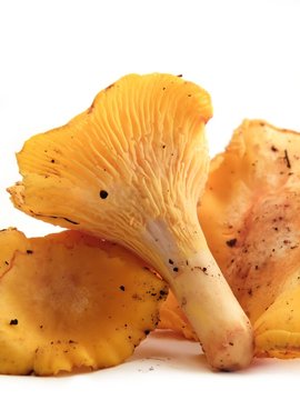chanterelle ciboire(cantharellus cibarius)