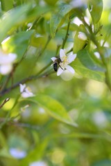 Orange tree flowers  pollinated by bee