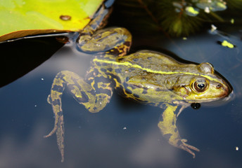 Frosch