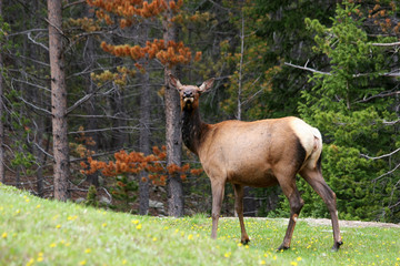 mule deer in the rocky mountains colorado