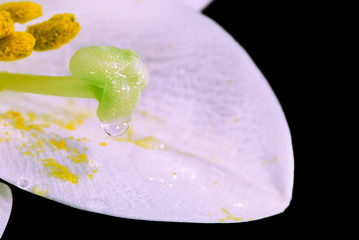lily