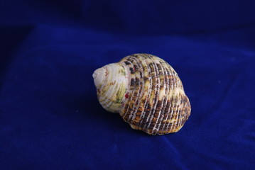 Shell