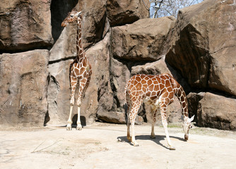 Giraffes