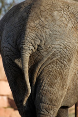 Elefant Hinterteil