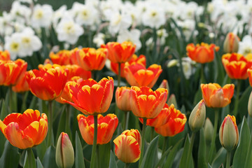 Obraz premium Tulips
