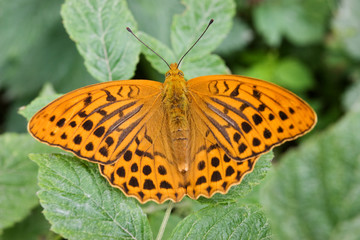 Orange-black butterfly