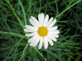 Marguerite