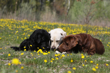 trois labrador retriever reniflant la même chose couchés