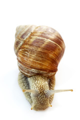 Weinbergschnecke