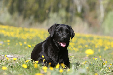 jeune labrador noir couché dans l'herbe langue pendante