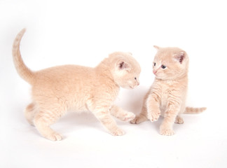 Two kittens playing