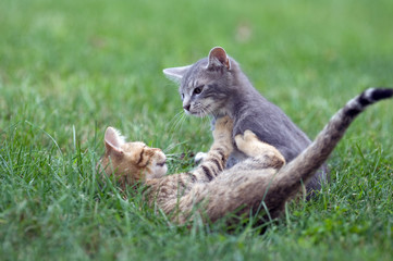 Kittens playing in the grass