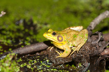 Bullfrog on a pond