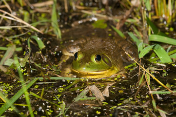 Bullfrog on a pond