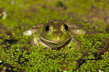 Bullfrog on a pond