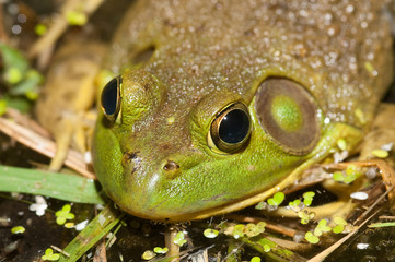 Bullfrog on a pond