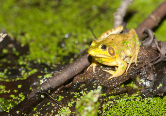 Bullfrog on a pond