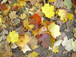 Herbstlaub 2