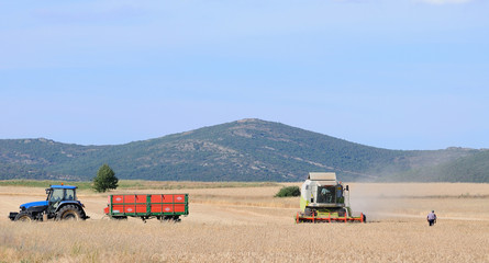 Panoramica de la cosecha