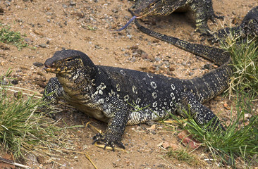 varanus
