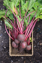 Beetroot Harvest