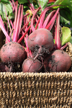 Beetrot In a Basket