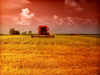 Obraz premium harvest of wheat in the sunset