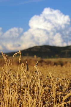 El trigo y la nube