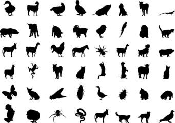 Animals