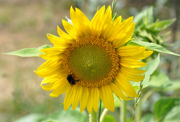 bumble bee on sunflower