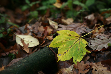 Kastanienblatt im Herbst