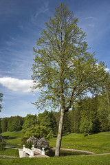 Tree and the bridge in the park