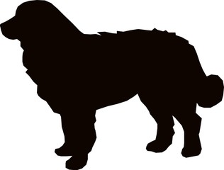 Bernese mountain dog silhouette - obrazy, fototapety, plakaty