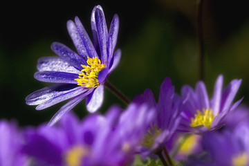 Blüten