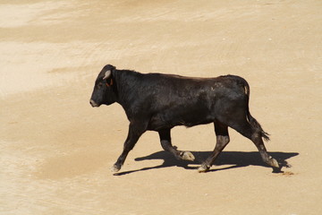 Novillo.